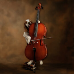 A dog playing a cello on a food old masters style background.