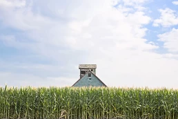 An old barn in the middle of a corn field.