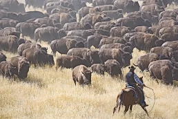 A cowboy rides through a herd of bison, his photo capturing the essence of the wild west.